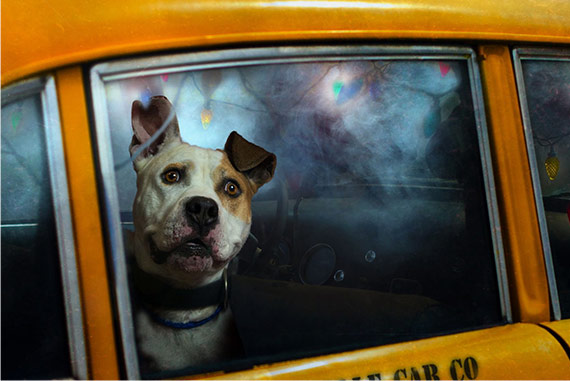 Dog in a taxi